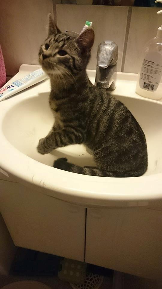 Blanding af racer Sam billede 22