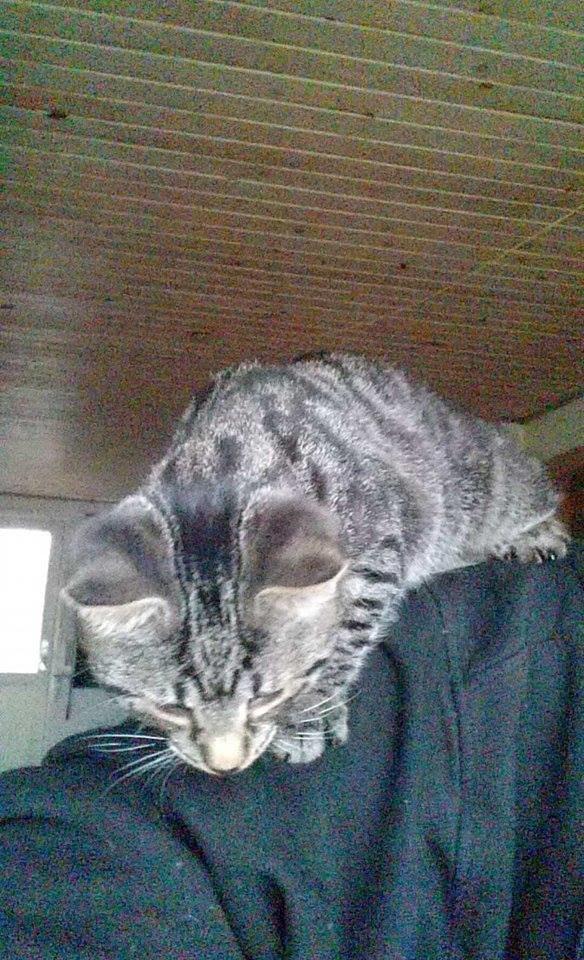 Blanding af racer Sam billede 23