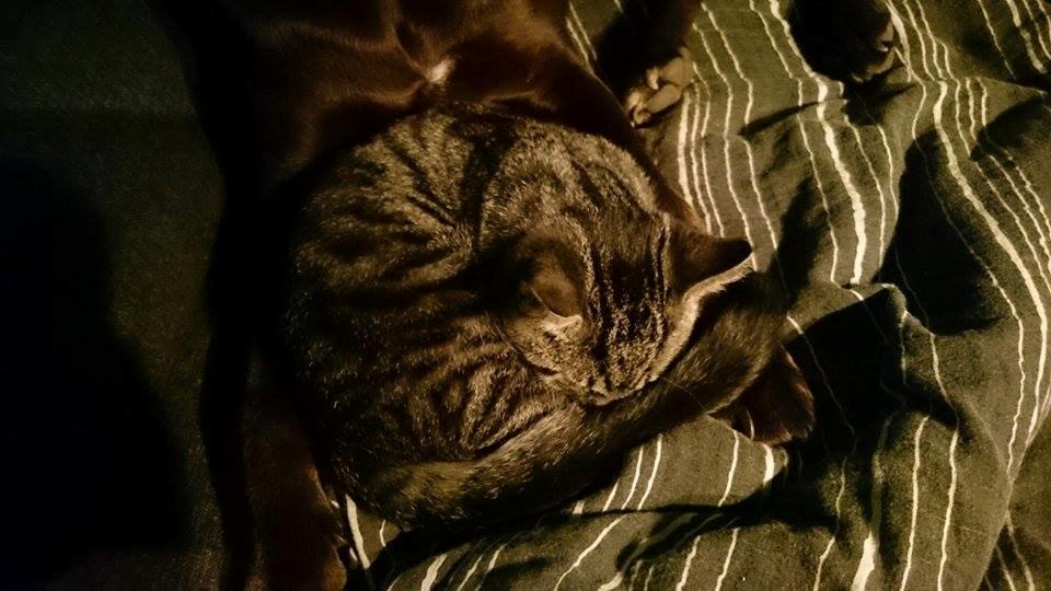 Blanding af racer Sam billede 17