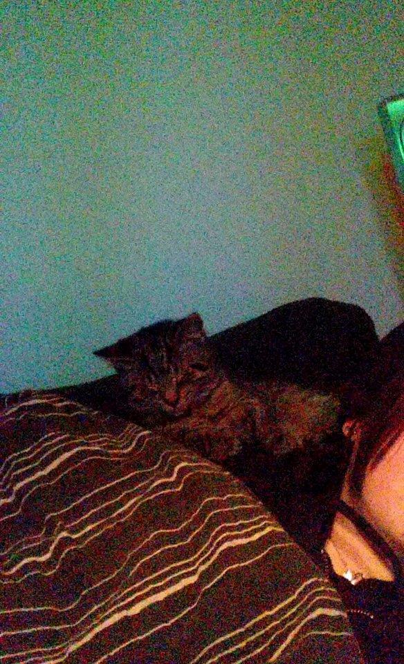 Blanding af racer Sam billede 25