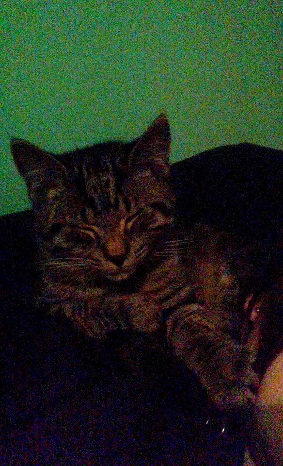 Blanding af racer Sam billede 28