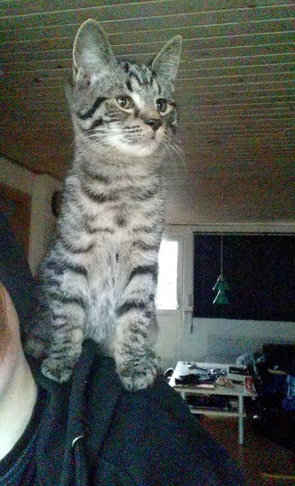 Blanding af racer Sam billede 24