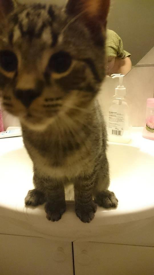 Blanding af racer Sam billede 29