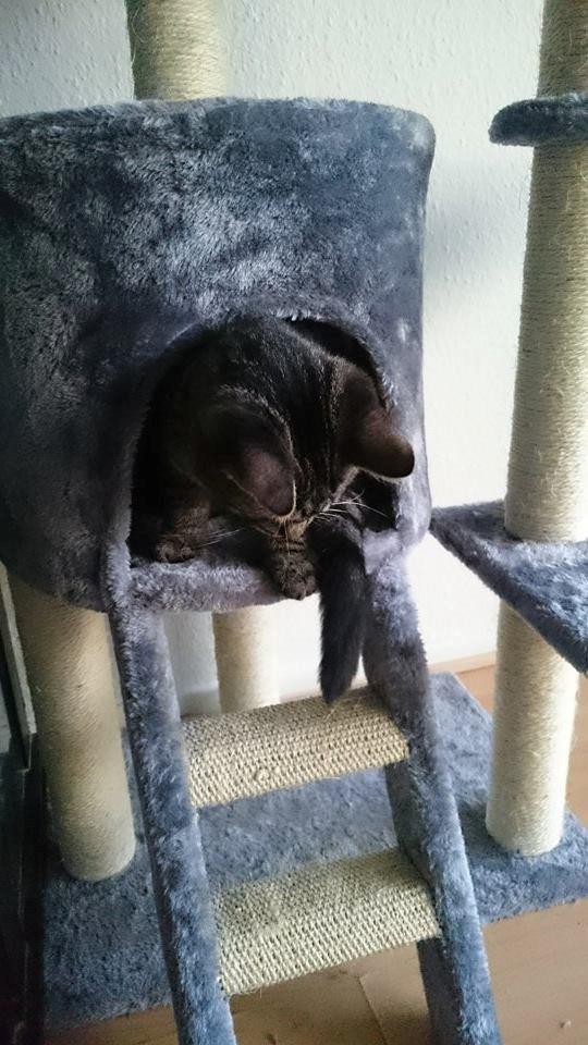 Blanding af racer Sam billede 33