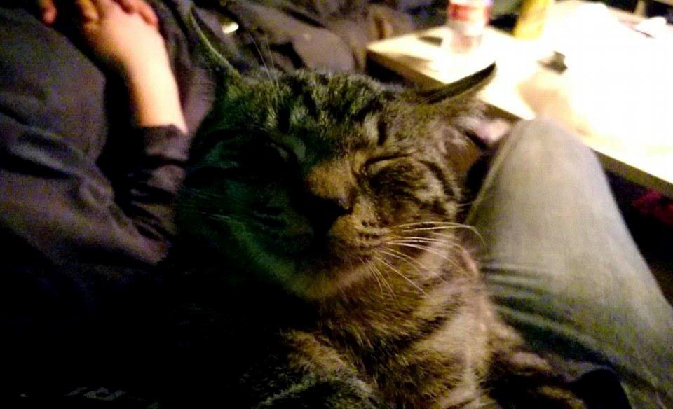 Blanding af racer Sam billede 31