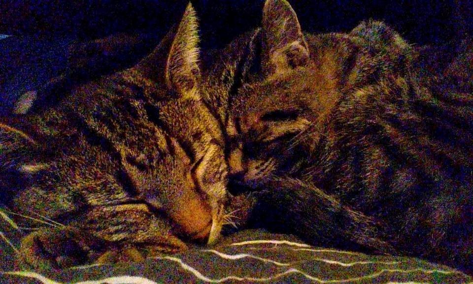 Blanding af racer Sam - Felix og Sam billede 34