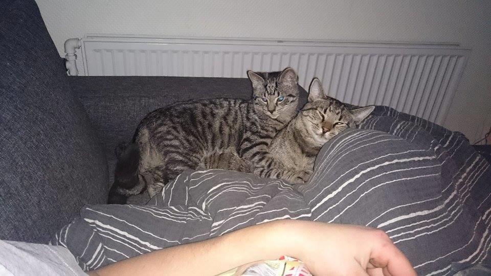 Blanding af racer Sam - Sam og Felix billede 35