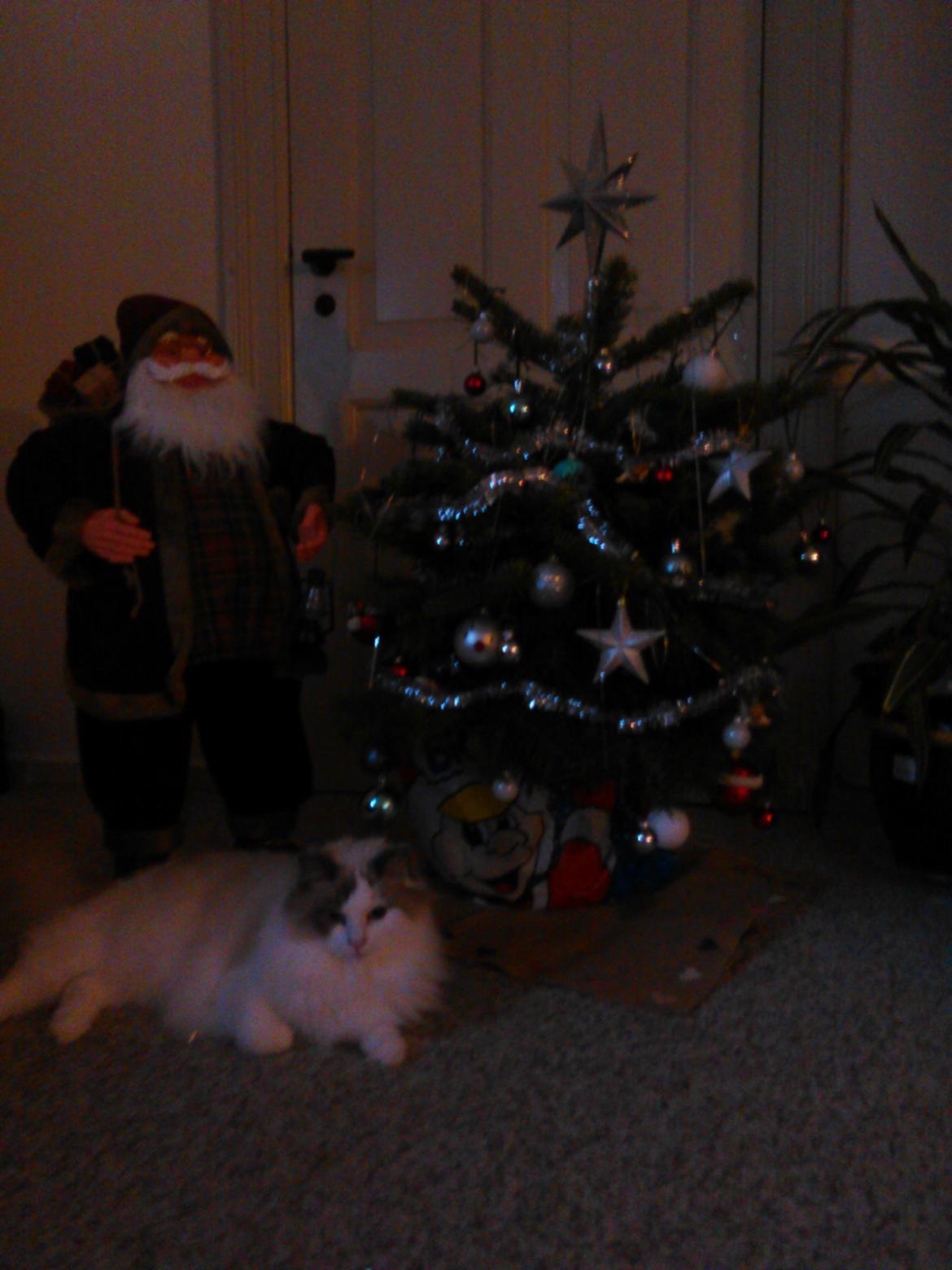 Ragdoll Dk Jaquet Piper Heidsieck billede 5