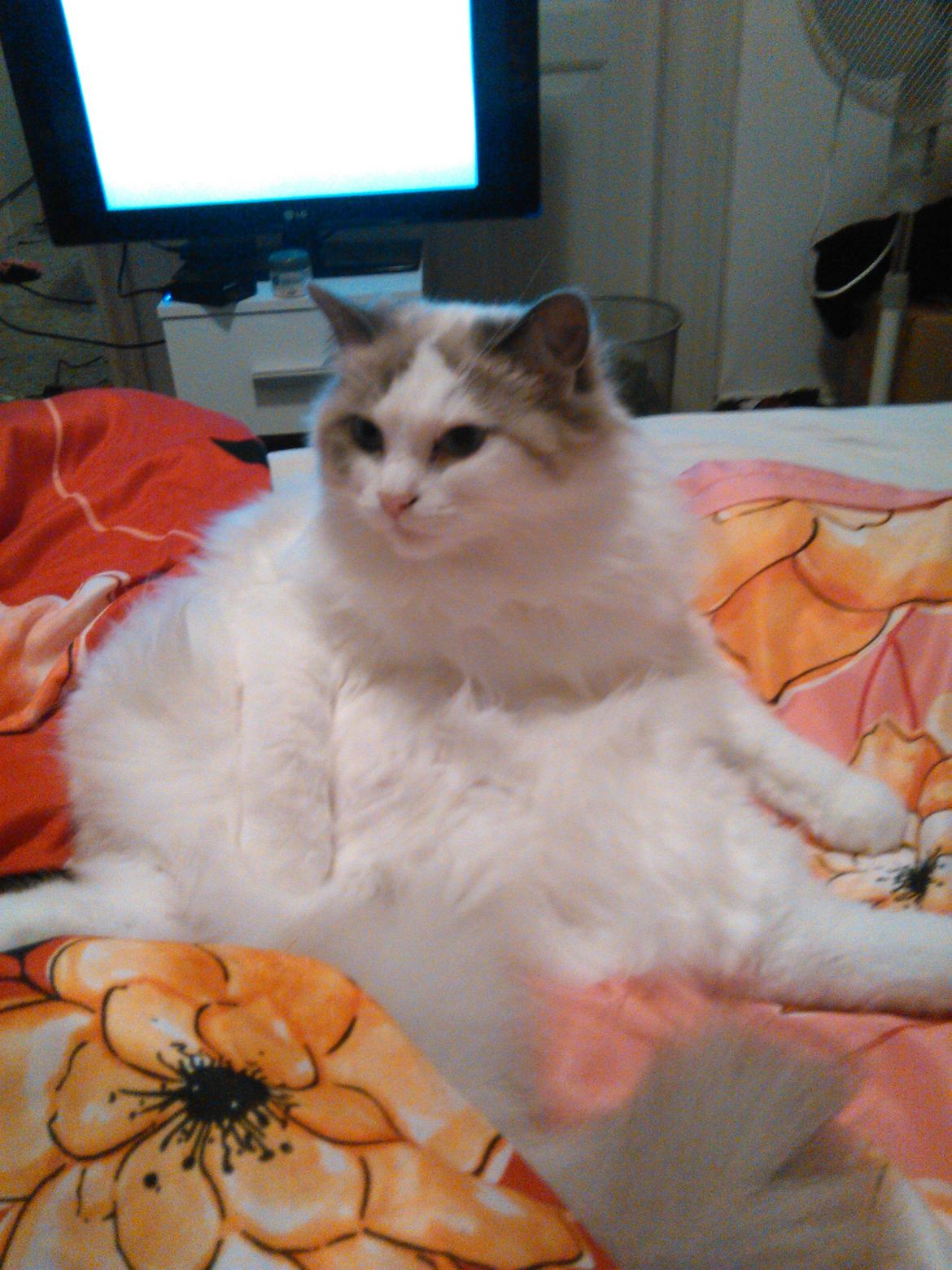 Ragdoll Dk Jaquet Piper Heidsieck billede 4