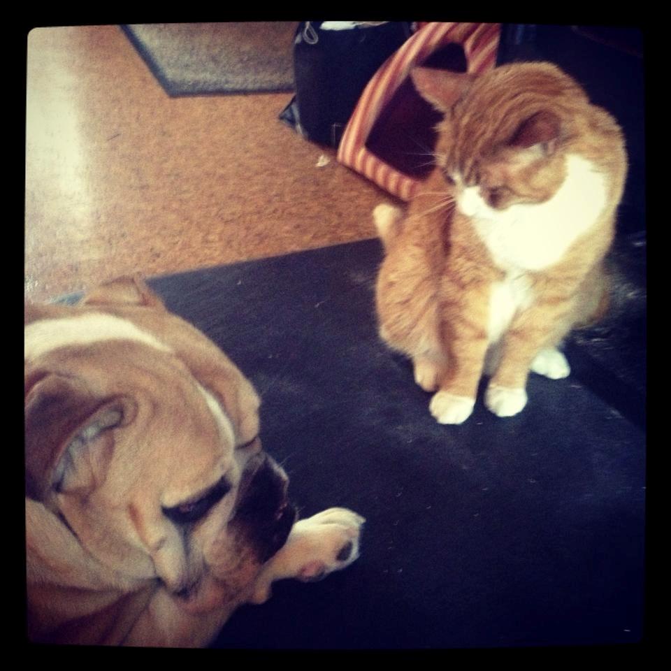 Blanding af racer Buddha R.I.P billede 2