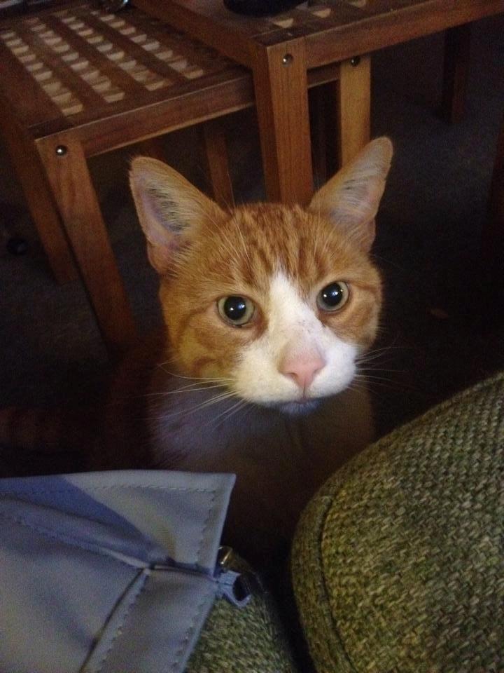 Blanding af racer Buddha R.I.P billede 3