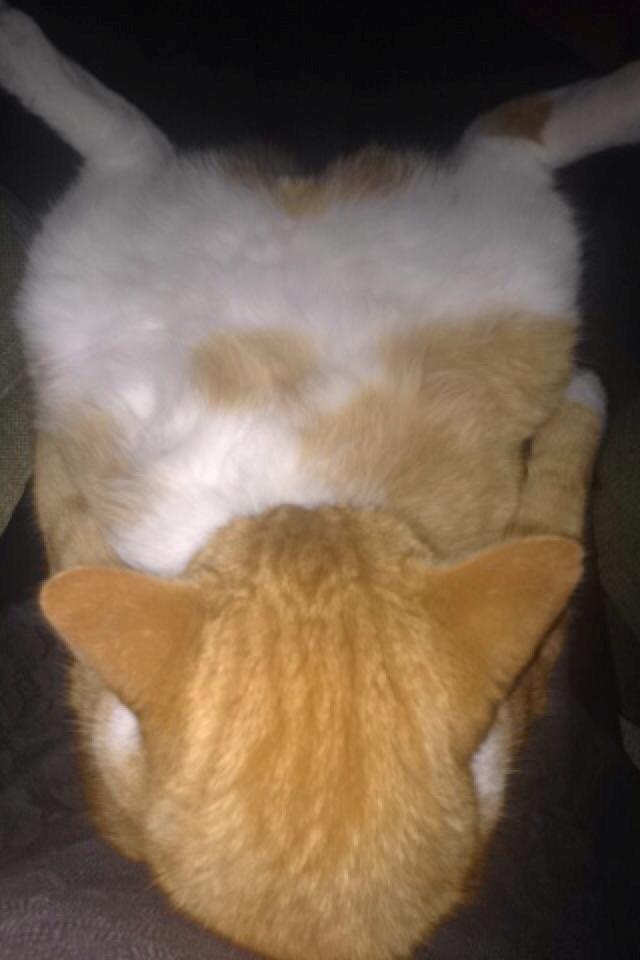 Blanding af racer Buddha R.I.P billede 4