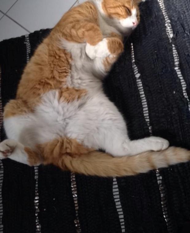 Blanding af racer Buddha R.I.P billede 6