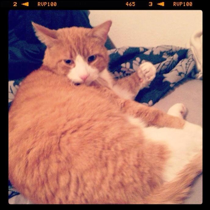 Blanding af racer Buddha R.I.P billede 8