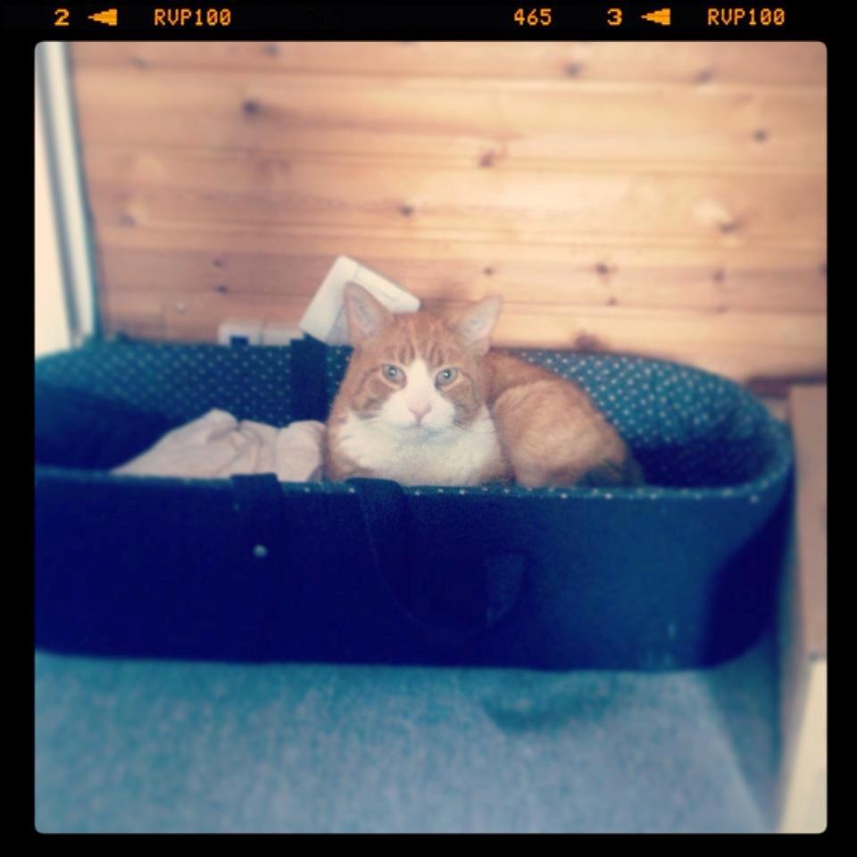 Blanding af racer Buddha R.I.P billede 11