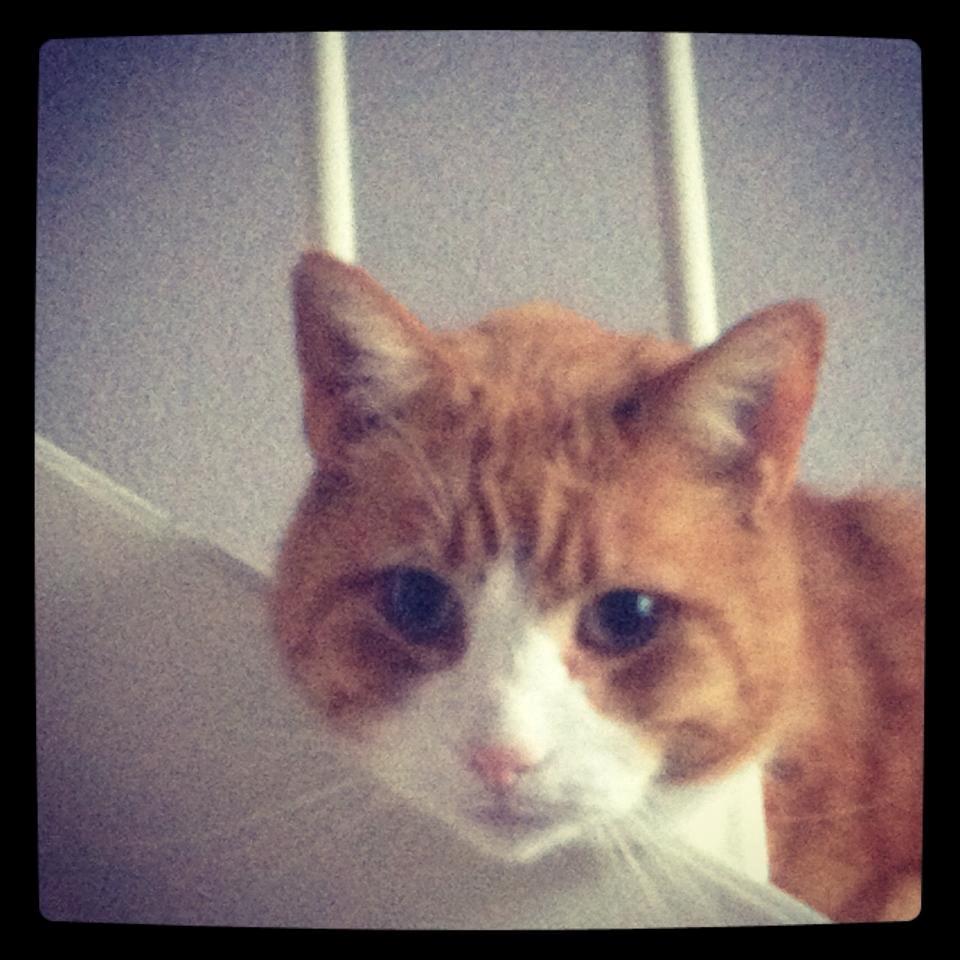 Blanding af racer Buddha R.I.P billede 12