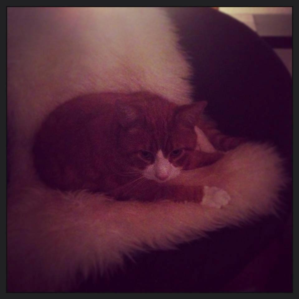 Blanding af racer Buddha R.I.P billede 9