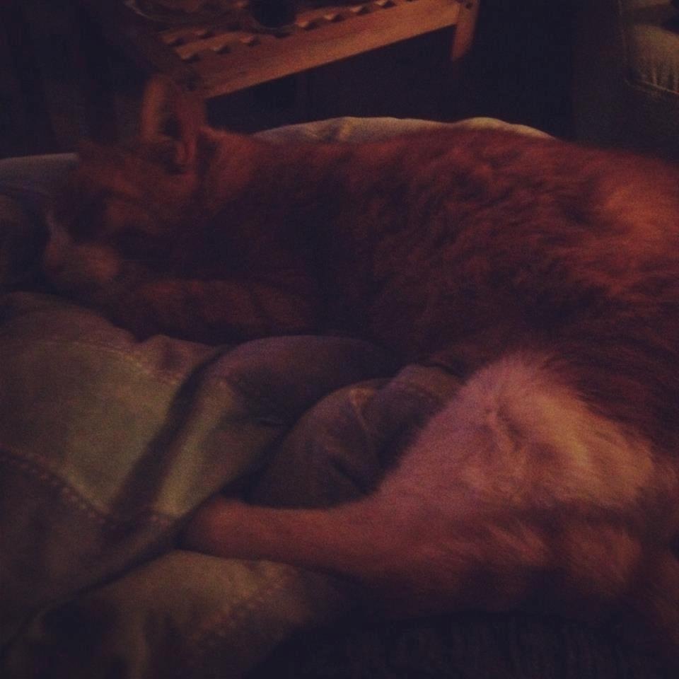 Blanding af racer Buddha R.I.P billede 13