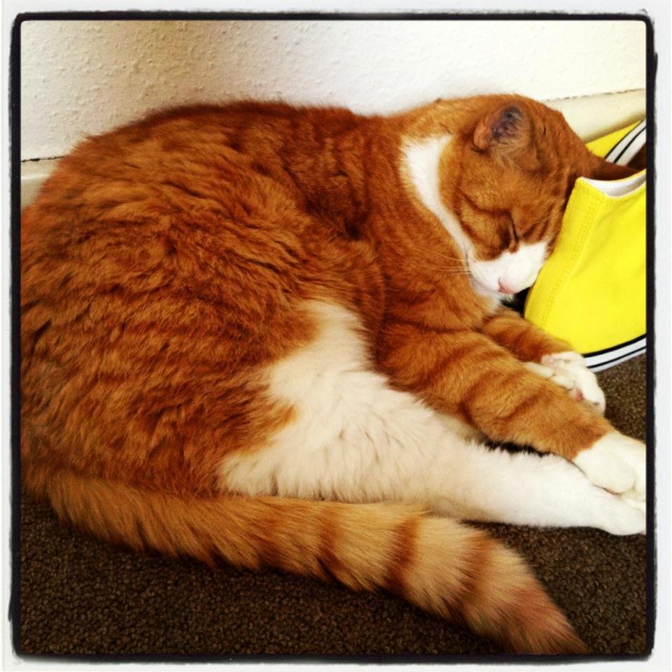 Blanding af racer Buddha R.I.P billede 10