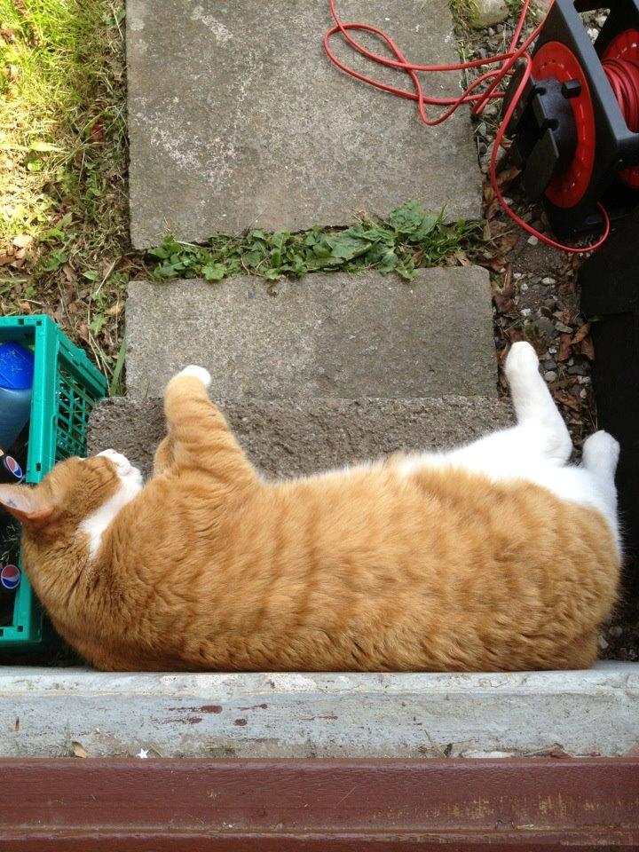 Blanding af racer Buddha R.I.P billede 5