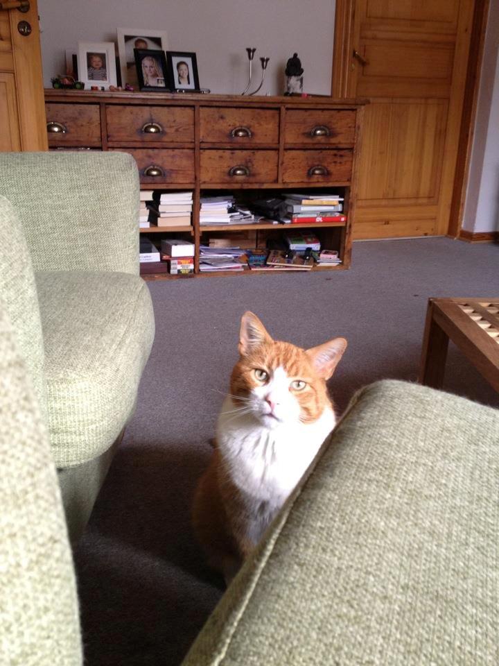 Blanding af racer Buddha R.I.P billede 17