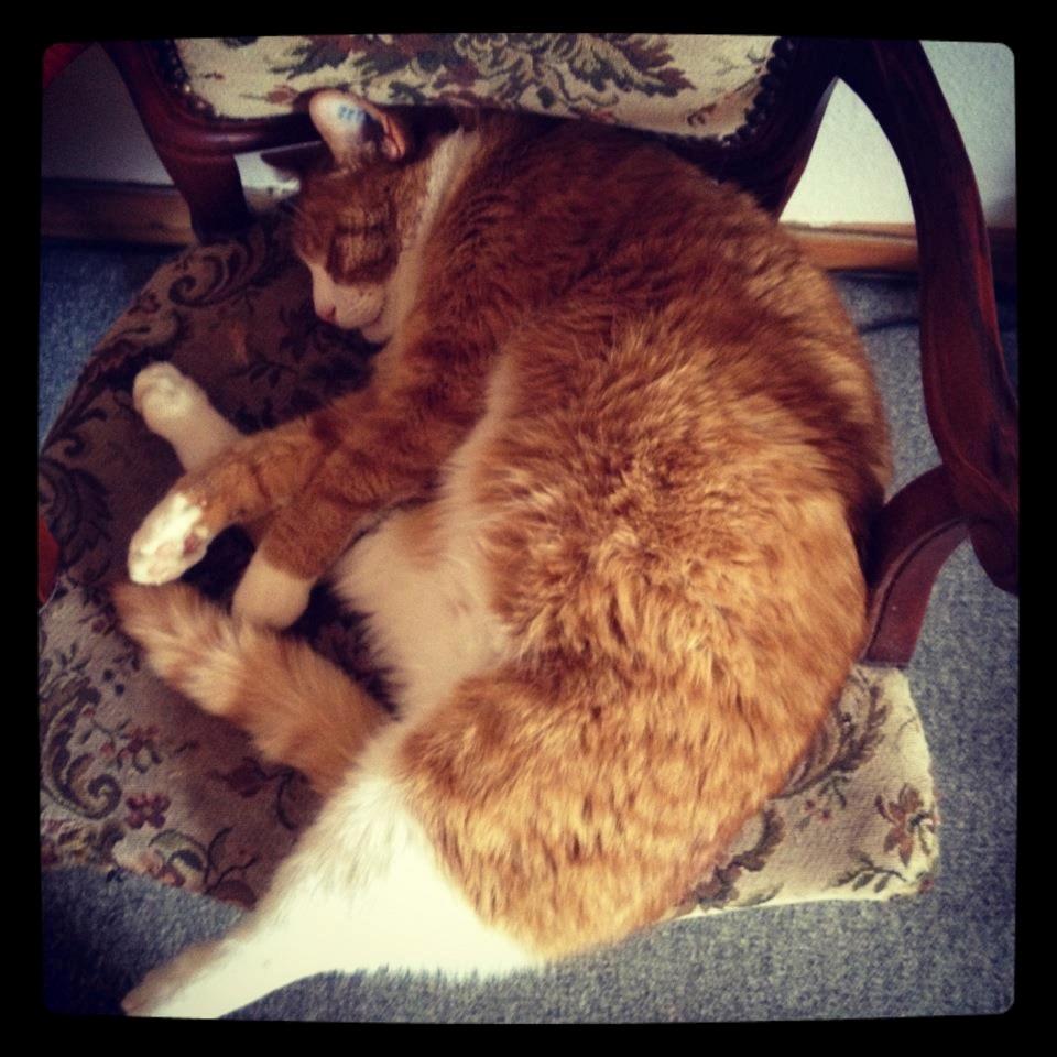 Blanding af racer Buddha R.I.P billede 16