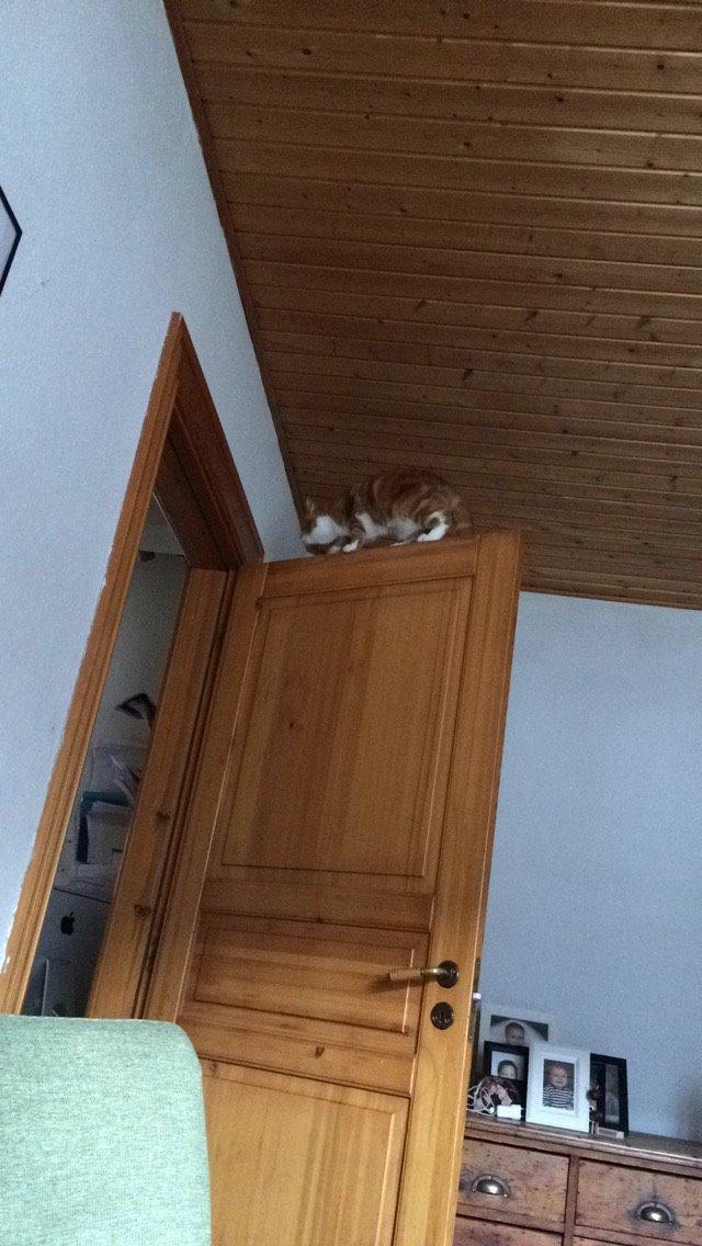 Blanding af racer Budding r.i.p billede 2