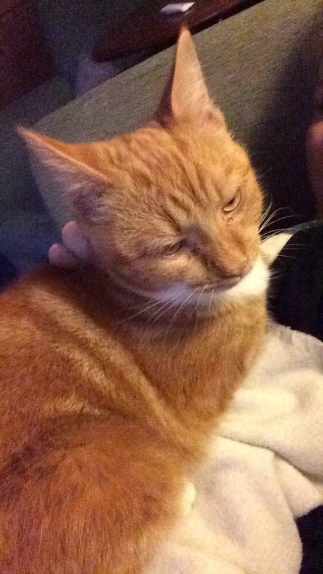 Blanding af racer Budding r.i.p billede 4