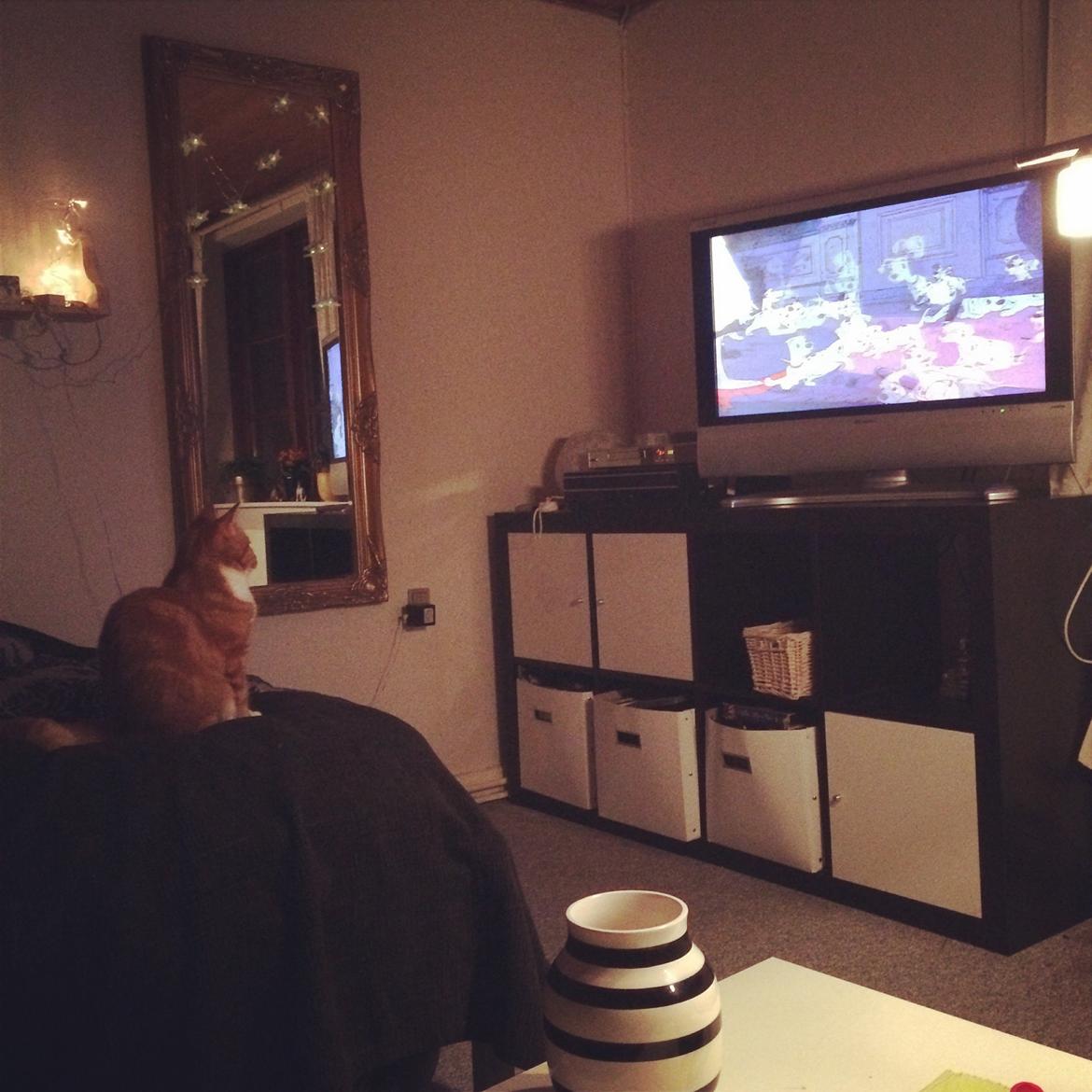 Blanding af racer Budding r.i.p billede 5