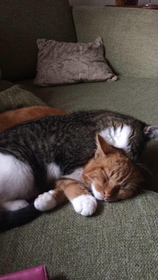 Blanding af racer Budding r.i.p billede 6