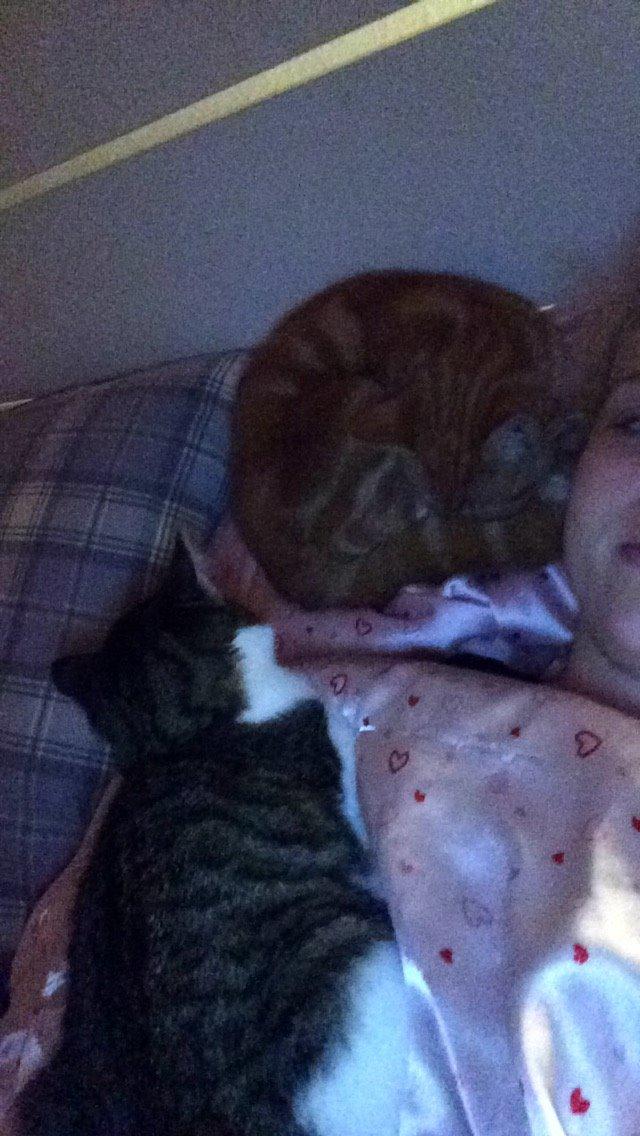 Blanding af racer Budding r.i.p billede 7