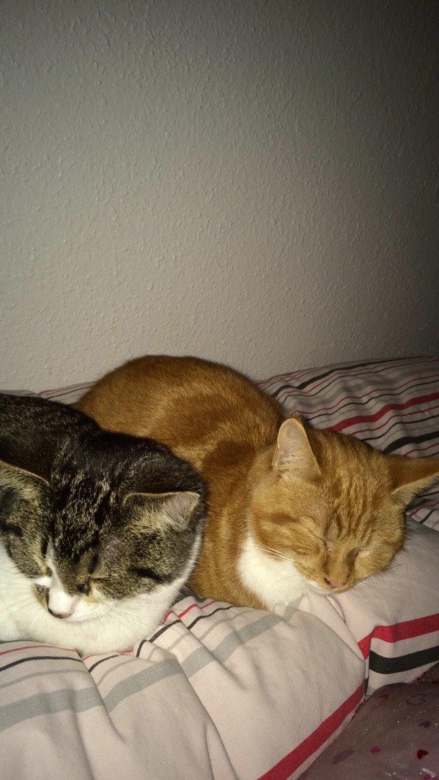 Blanding af racer Budding r.i.p billede 8