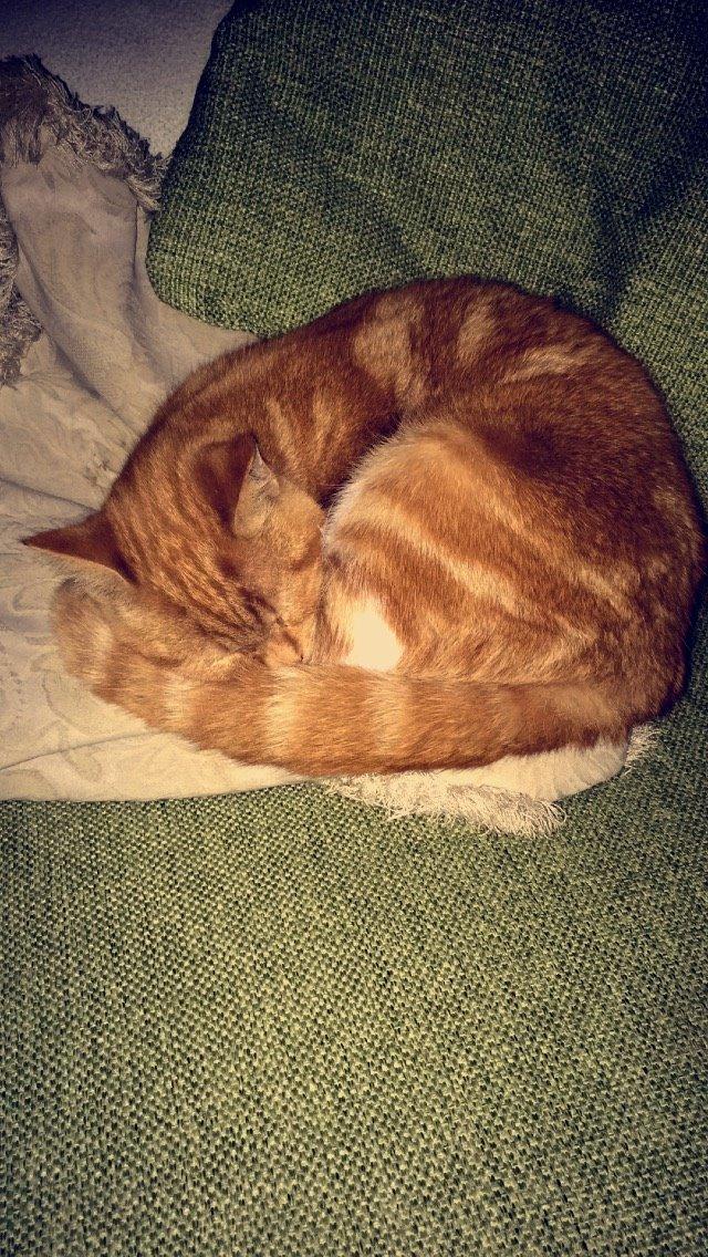 Blanding af racer Budding r.i.p billede 9