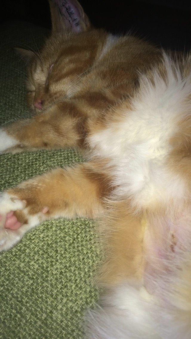 Blanding af racer Budding r.i.p - Budding en dag efter operation, stadig lidt sløv billede 10