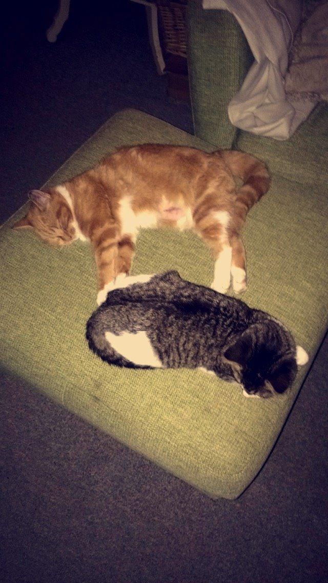 Blanding af racer Budding r.i.p billede 11