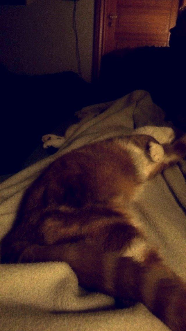 Blanding af racer Budding r.i.p billede 12