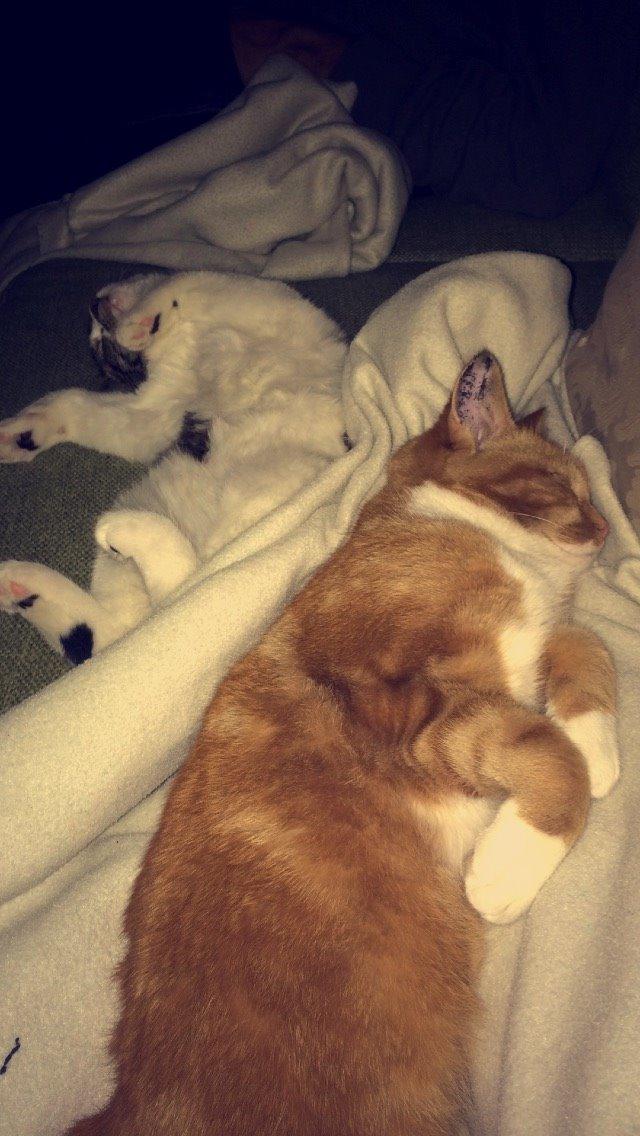 Blanding af racer Budding r.i.p billede 13