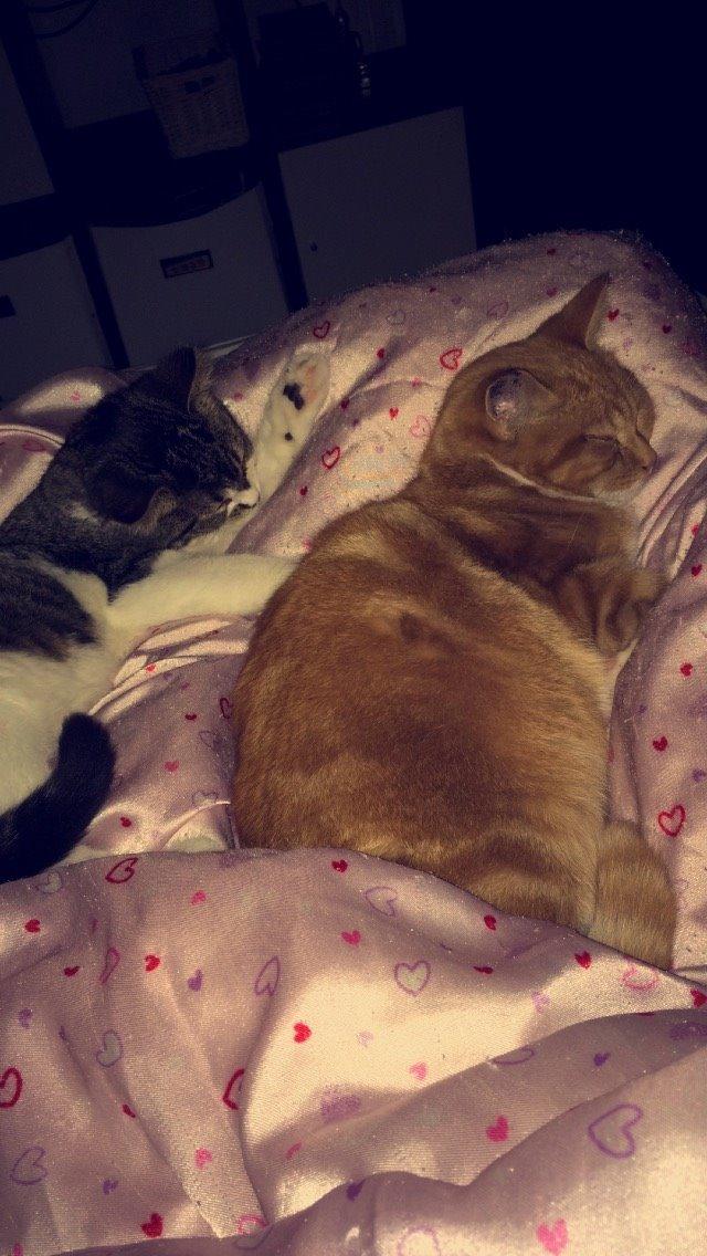 Blanding af racer Budding r.i.p billede 14