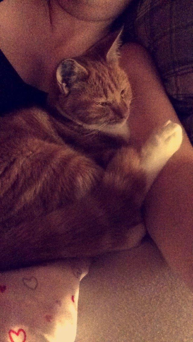 Blanding af racer Budding r.i.p billede 15