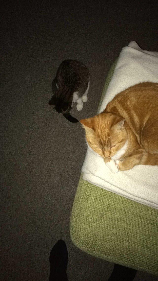 Blanding af racer Budding r.i.p billede 16