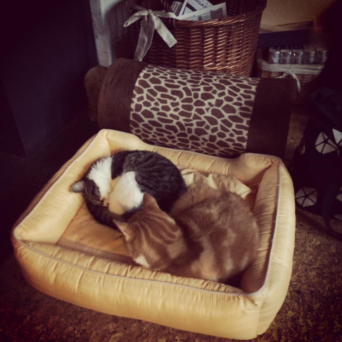 Blanding af racer Budding r.i.p billede 17