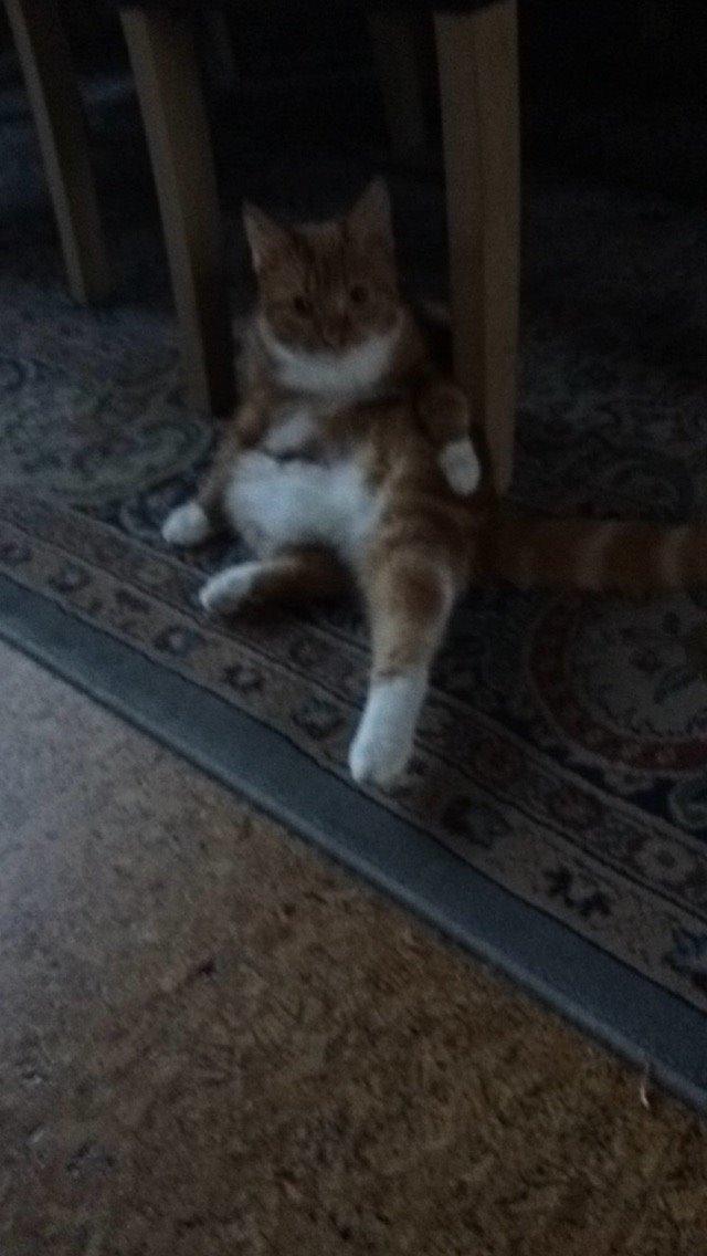 Blanding af racer Budding r.i.p billede 18