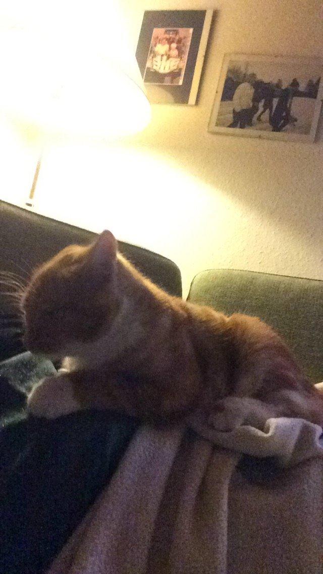 Blanding af racer Budding r.i.p billede 3