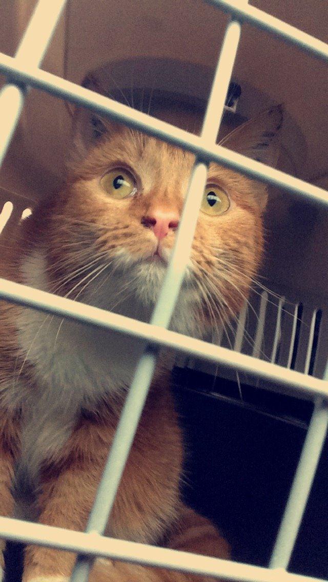 Blanding af racer Budding r.i.p billede 20