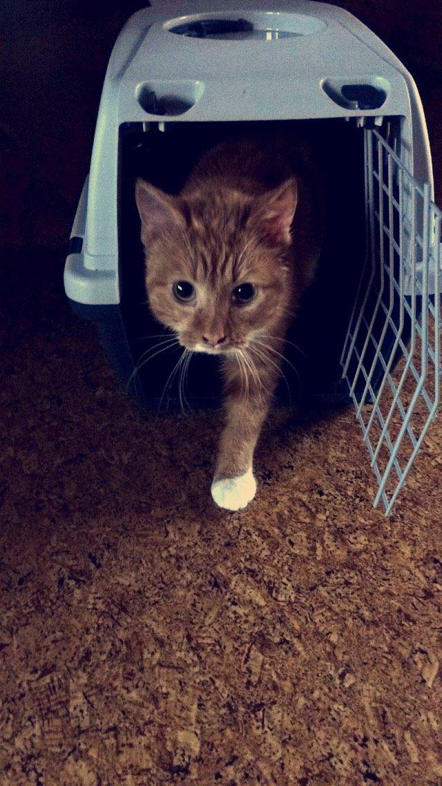 Blanding af racer Budding r.i.p billede 21