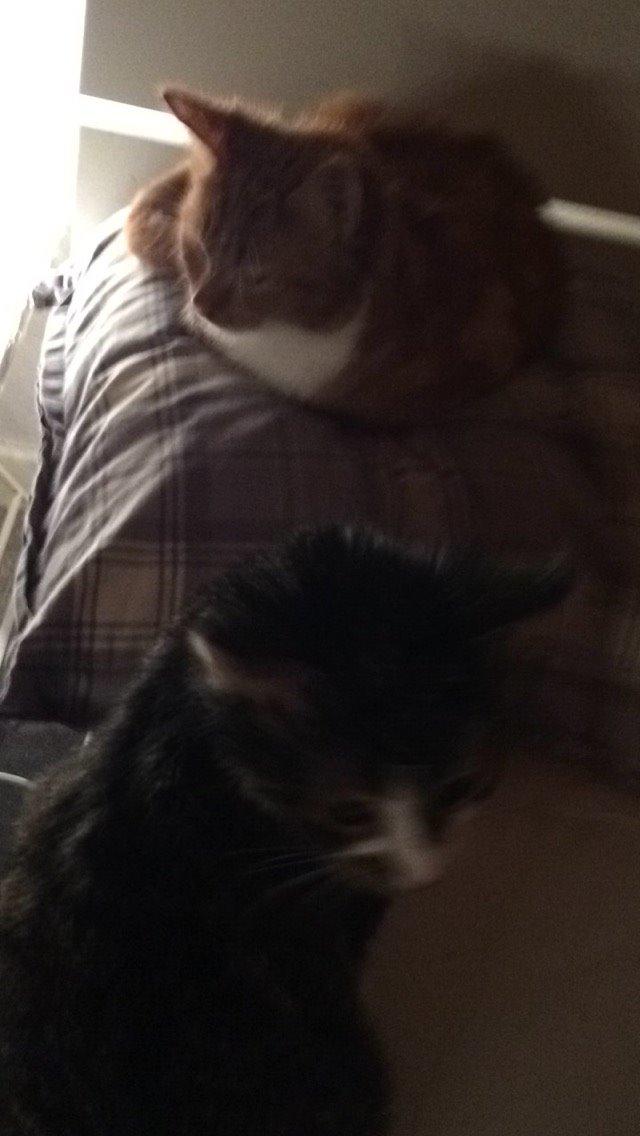 Blanding af racer Budding r.i.p billede 22