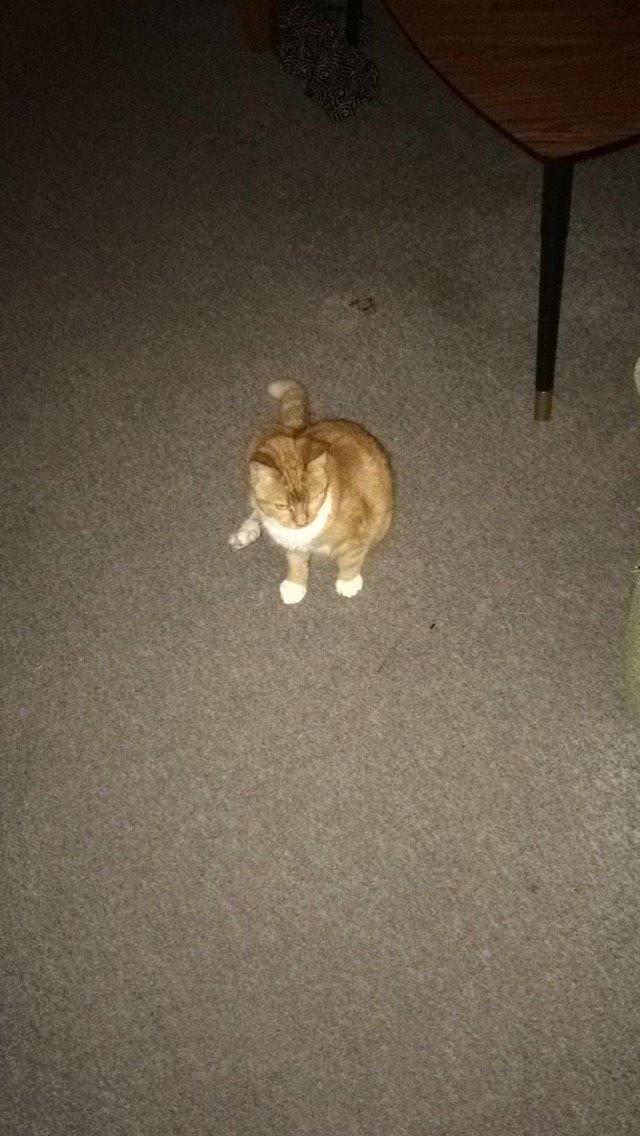 Blanding af racer Budding r.i.p billede 23