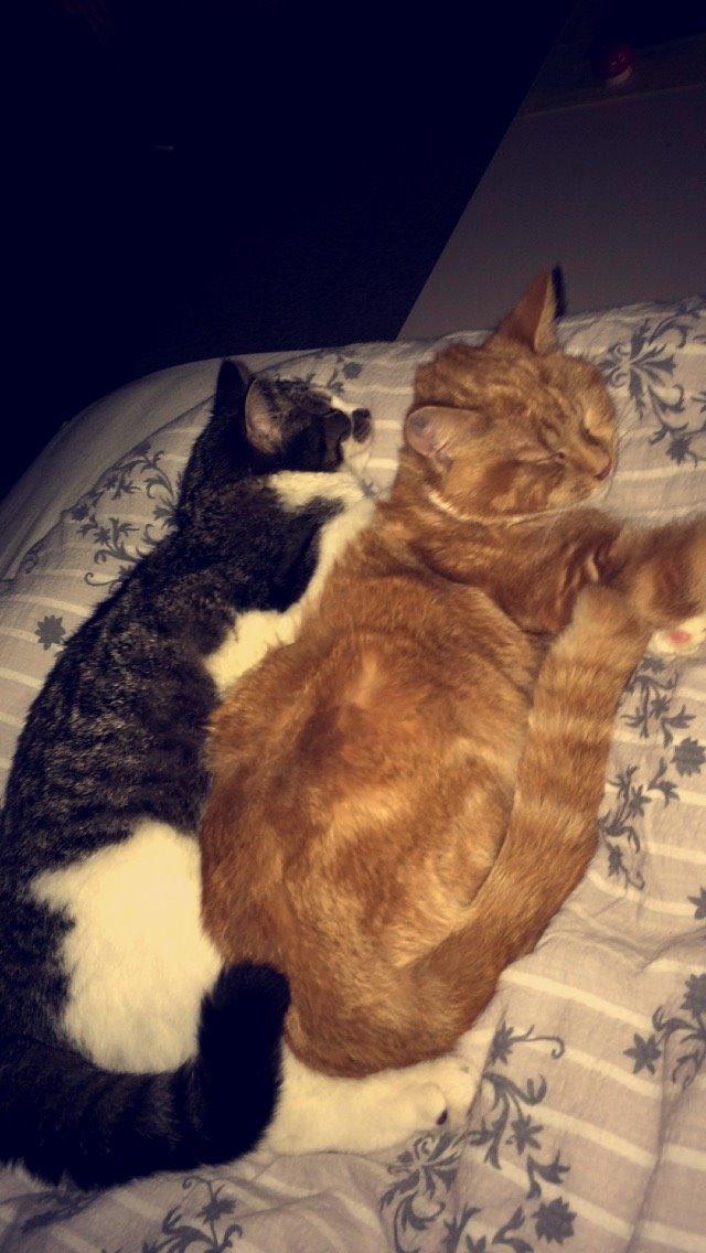 Blanding af racer Budding r.i.p billede 24