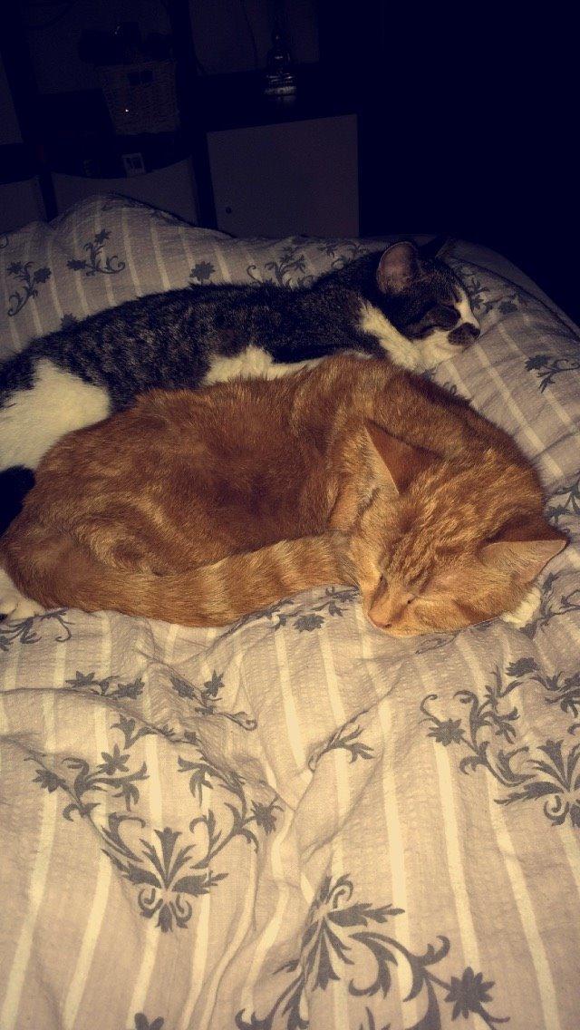 Blanding af racer Budding r.i.p billede 25