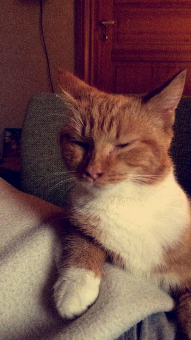 Blanding af racer Budding r.i.p billede 26